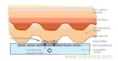 黑客竟能從手指照片復(fù)制指紋，指紋識別還安全嗎？