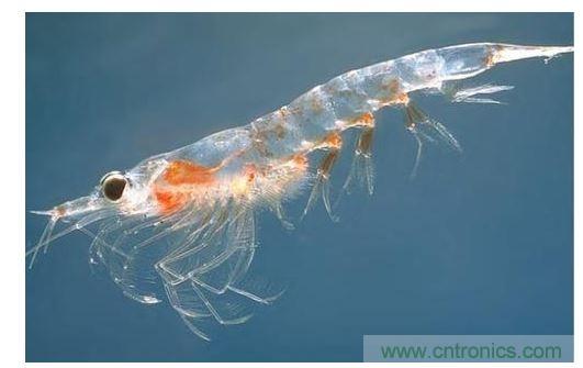 可大量供應(yīng)的普通蝦殼中含有開發(fā)高效率有機太陽能電池所需的成份。