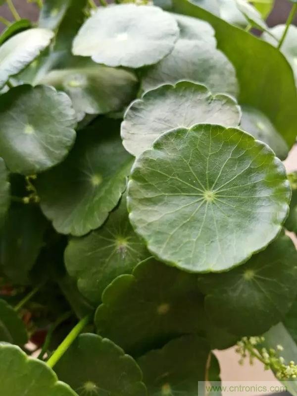 手機(jī)單鏡頭和雙鏡頭設(shè)計(jì)有什么區(qū)別？