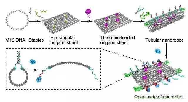 中美科學(xué)家聯(lián)手，用DNA納米機器人殺死癌細胞