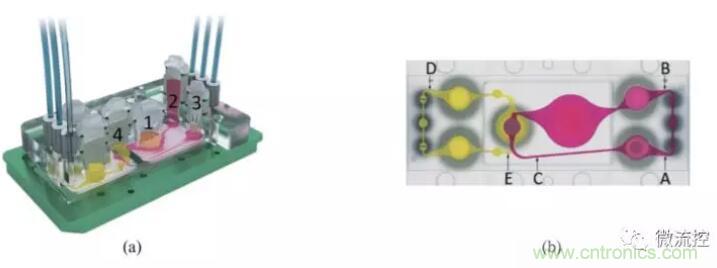 多器官微流控芯片技術(shù)及其應(yīng)用 多器官微流控芯片技術(shù)及其應(yīng)用
