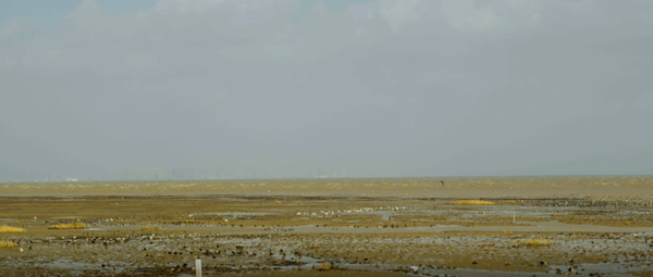 世界濕地日：?？低晹y手一個地球自然基金會，在上海守護(hù)這個重要“驛站”